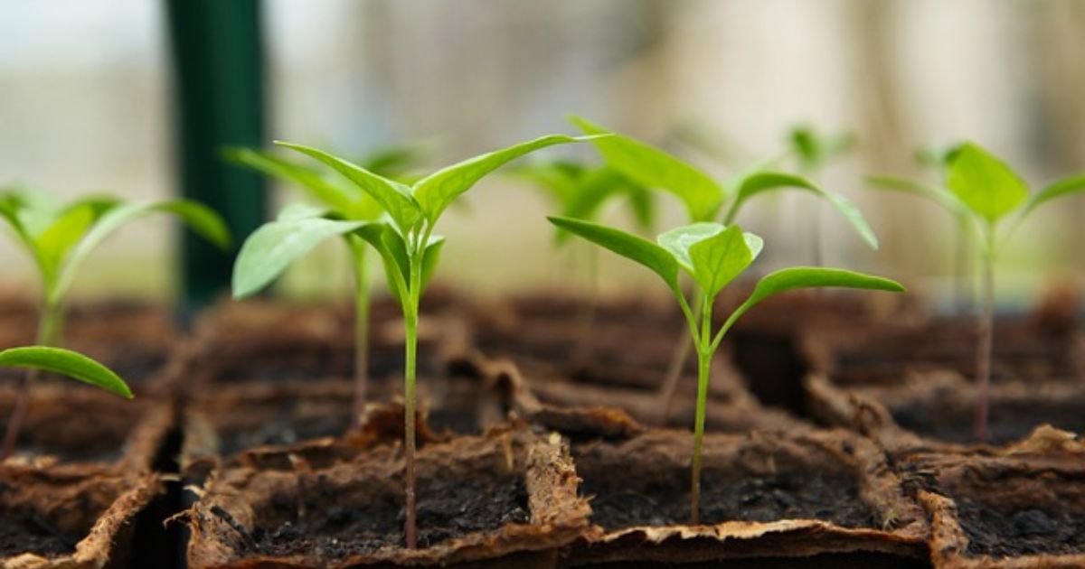 - Seedlings growing in trays in a greenhouse shed for sale.