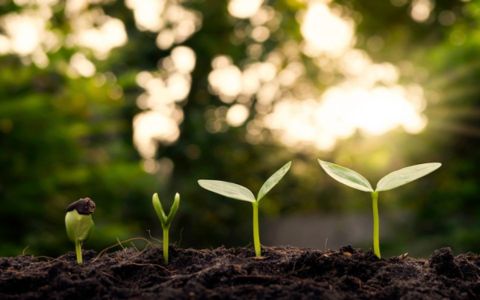 sustainable plants sprouting in soil