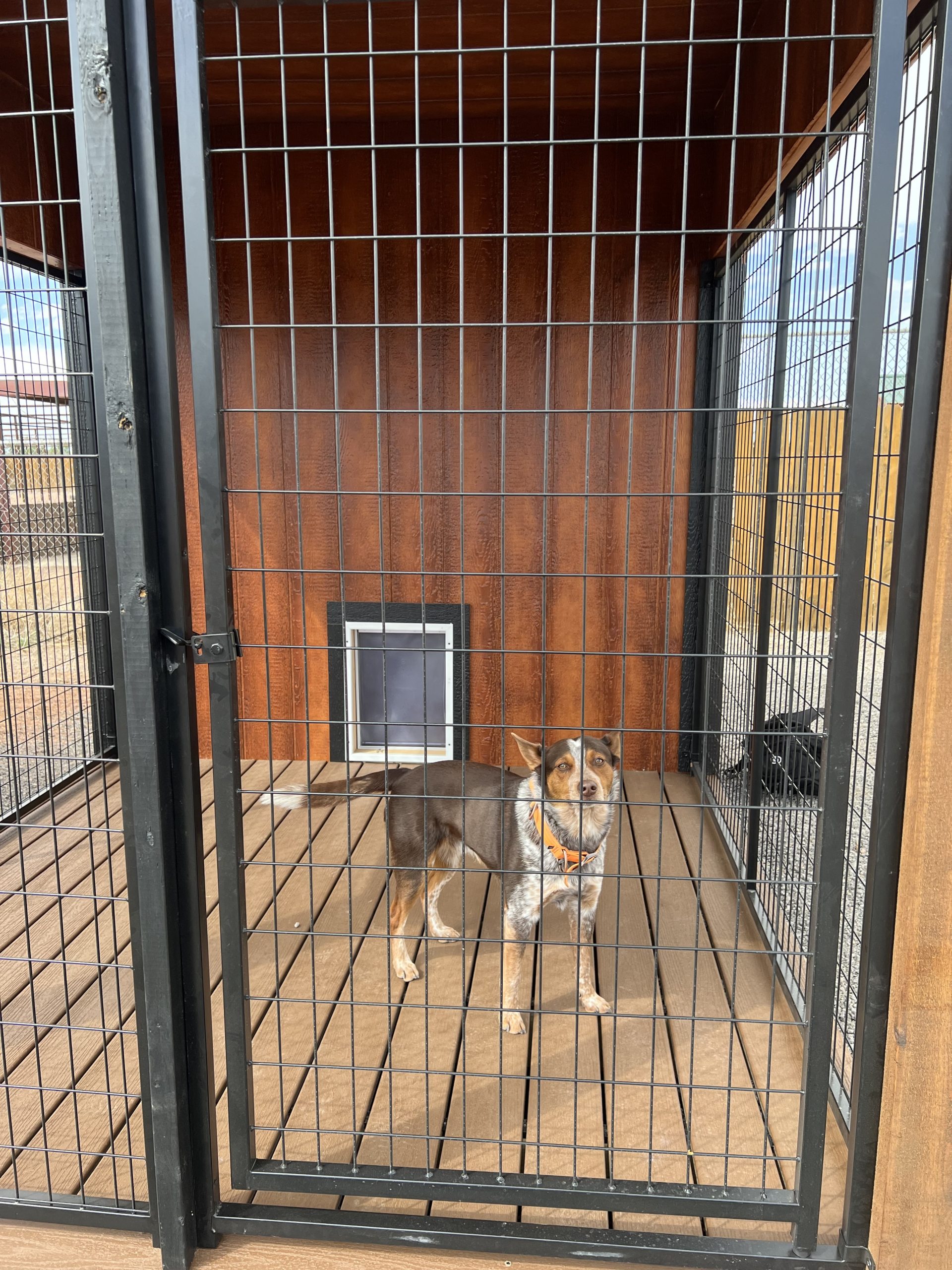  - Brown and white dog in an orange collar stands inside a black metal outdoor kennel on a wooden deck, looking toward the camera.